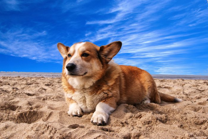 North Myrtle Beach Dog Rules & Vacation Tips